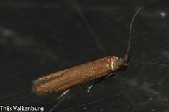 Blastobasis maroccanella