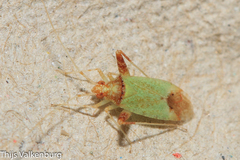 Phytocoris abeillei