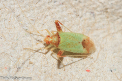 Phytocoris abeillei
