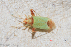 Phytocoris abeillei