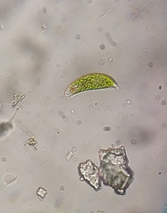 Euglena viridis