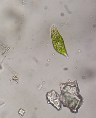 Euglena viridis