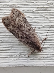 Anacampsis populella