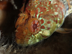Gilloblennius abditus