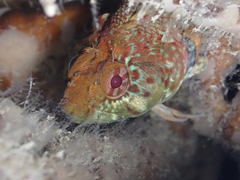Gilloblennius abditus