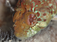 Gilloblennius abditus