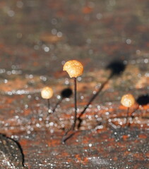 Marasmius alveolaris