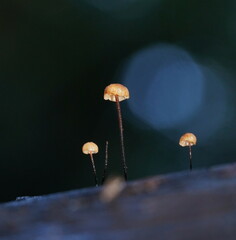 Marasmius alveolaris