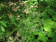 Galium laevigatum