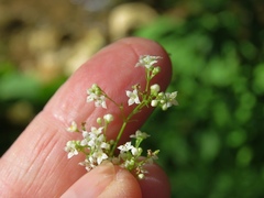 Galium laevigatum