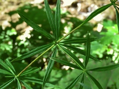 Galium laevigatum