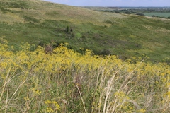 Ferula tatarica