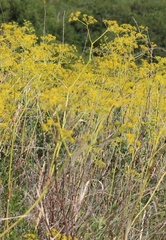 Ferula tatarica