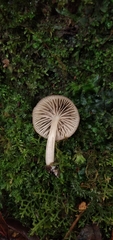 Collybiopsis neotropica