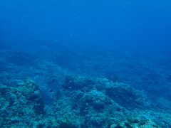 Acanthurus pyroferus