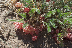 Astragalus lentiginosus semotus