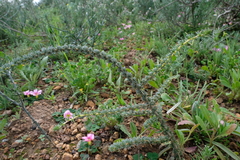 Aspalathus acanthophylla