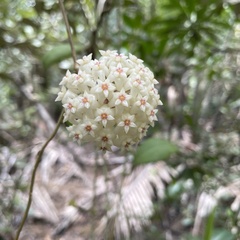 Hoya verticillata