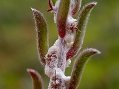 Malacocera tricornis