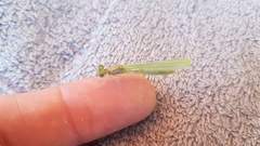 Ischnura pumilio