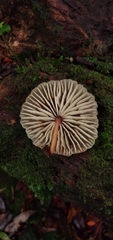 Collybiopsis neotropica
