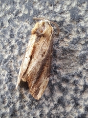 Hexafrenum leucodera