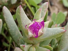 Sarcozona praecox