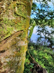 Anolis biporcatus