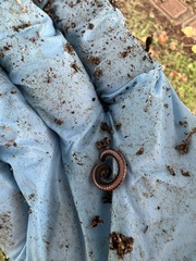 Spirobolellus immigrans