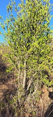 Elaeodendron transvaalense