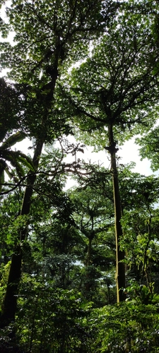 Terminalia carolinensis observed 2022-07-19