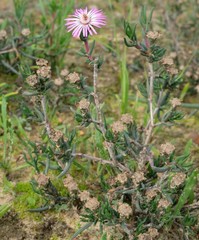 Lampranthus aduncus