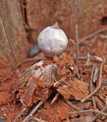 Geastrum pectinatum