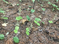 Neottia convallarioides