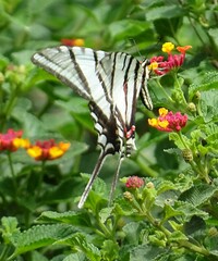 Protographium epidaus fenochionis