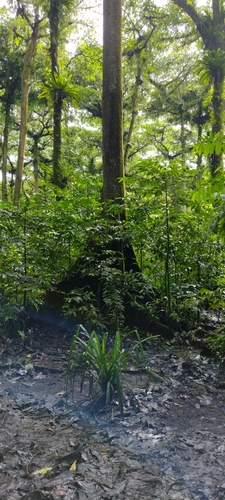 Terminalia carolinensis observed 2022-07-19