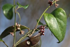 Vincetoxicum barbatum