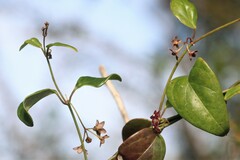 Vincetoxicum barbatum