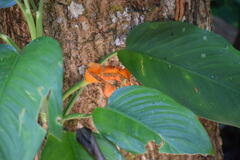 Dieffenbachia wendlandii