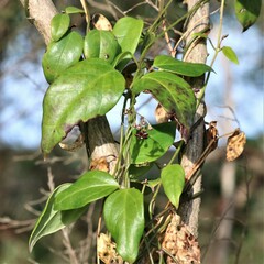 Vincetoxicum barbatum