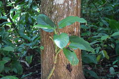 Dieffenbachia wendlandii