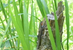 Sceloporus teapensis