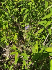 Polemonium acutiflorum