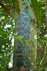 Monstera tuberculata