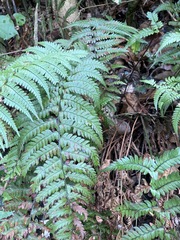 Polystichum wawranum