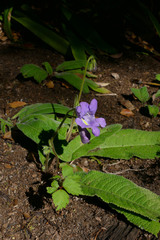 Streptocarpus cyaneus