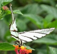 Protographium epidaus fenochionis