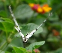 Protographium epidaus fenochionis
