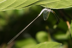 Ephemera pictipennis