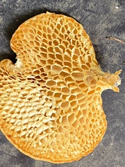 Neofavolus alveolaris